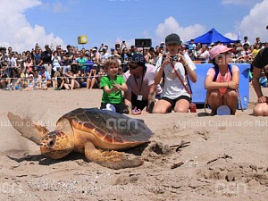 La Fundació CRAM ha deixat en llibertat aquest diumenge a la platja del Prat de Llobregat quatre tortugues marines 