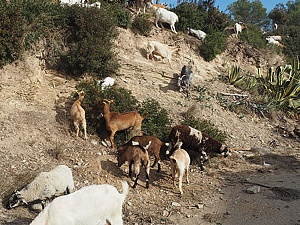 S'incorpora un nou pastor que s'encarrega de la pastura de les 200 cabres que compta el municipi baixllobregatí