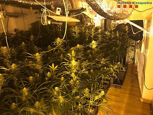 Els agents van localitzar al soterrani de la finca dos habitacles perfectament habilitats i preparats per al cultiu de marihuana amb 160 i 240 plantes respectivament