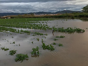 Els temporals de pluja han malmès els camps viladecanencs i gavanencs
