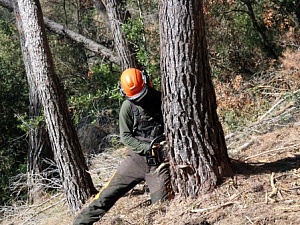 Efectius del Grup Especial de Prevenció d’Incendis Forestals (GEPIF) estan realitzant aquests dies uns treballs d’emergència per retirar els arbres secs que s’han localitzat a la finca de Can Colomer 