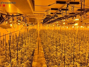 Van intervenir unes 2.700 plantes de marihuana en fase avançada de creixement.