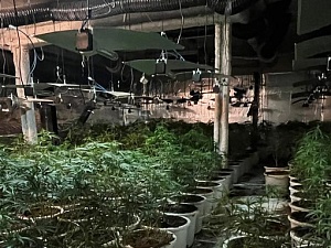 Es va desmantellar la plantació de 800 plantes de marihuana i tota la instal·lació
