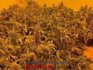 Es van localitzar més de 500 plantes de marihuana, 300 grams de cabdells assecats i preparats per la seva distribució