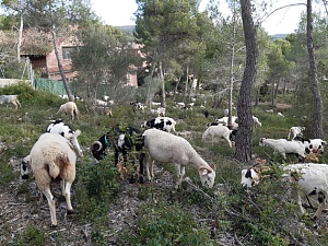 L'àmbit d'actuació dels animals al terme municipal se situa en les franges de protecció al voltant del tram inicial de la pista forestal de la Plana Novella