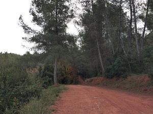 El pla director preveu la preservació d'unes 12.000 hectàrees de massa forestal 