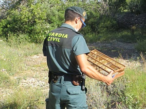 Els agents van trobar cinc gàbies amb caderners i també verderols capturats hores abans