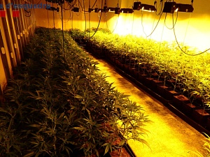 Van localitzar  900 plantes de marihuana i més de 4.000 esqueixos