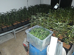 Es van trobar unes 500 plantes de marihuana