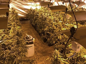 La investigació es va iniciar el mes de febrer quan els agents van tenir coneixement d'una presumpta plantació de marihuana indoor 