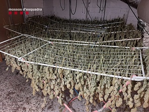 Els investigadors van localitzar diverses sales de cultiu de marihuana, amb instal·lacions per al cultiu com aparells d’aire condicionat, filtres per l’olor, ventiladors i làmpades