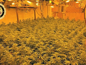 Es van aprehendre un total de 1.575 plantes de marihuana en estat avançat de creixement el pes total del qual va obtenir la xifra de 133 quilograms