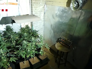 Els agents van comissar unes 700 plantes de marihuana, en diferents estadis de creixement