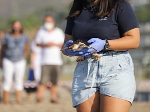 Els animals, de més de dos quilos de pes, han estat portats a la platja en caixes i alliberats de dos en dos enmig d’una gran expectació