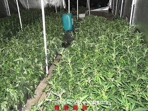 Una instal·lació  completa que podia haver cultivat més de 5.000 plantes de marihuana 