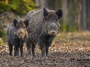 Reclamen restablir de manera urgent aquelles mesures que ajuden a evitar la proliferació de porcs senglars al territori